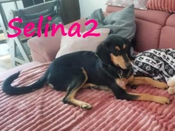 Selina2 aufgeschlossene Hündin 9/24 DE