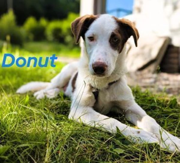 Donut neugieriger Junghund 12/24 in DE