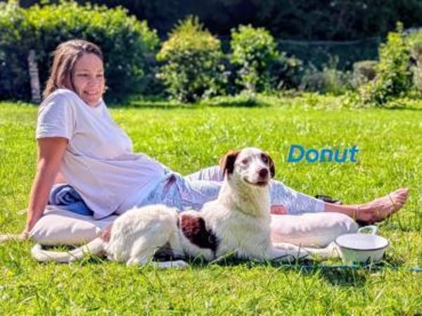 Donut neugieriger Junghund 12/24 in DE