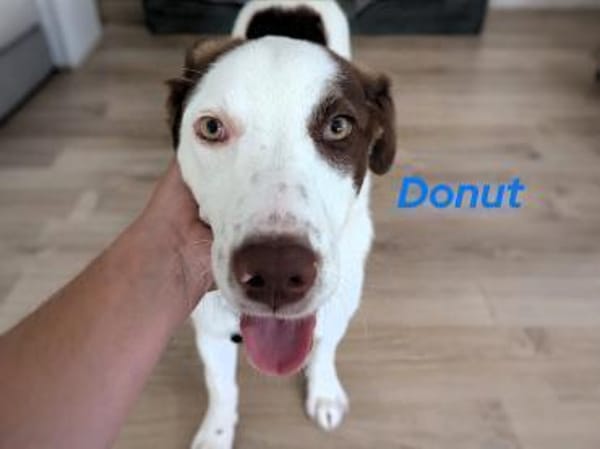 Donut neugieriger Junghund 12/24 in DE