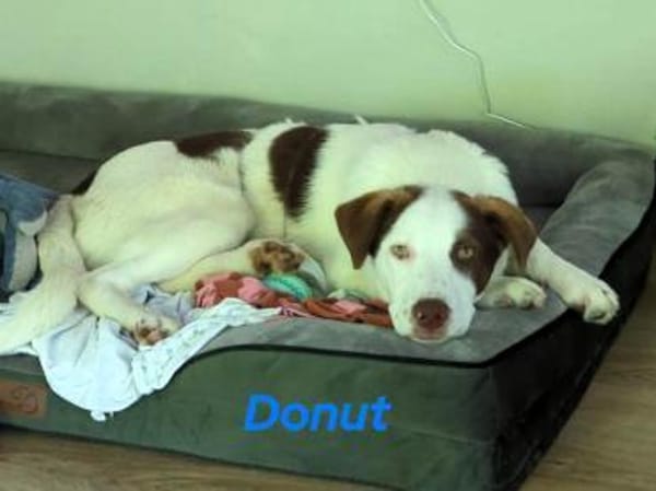 Donut neugieriger Junghund 12/24 in DE