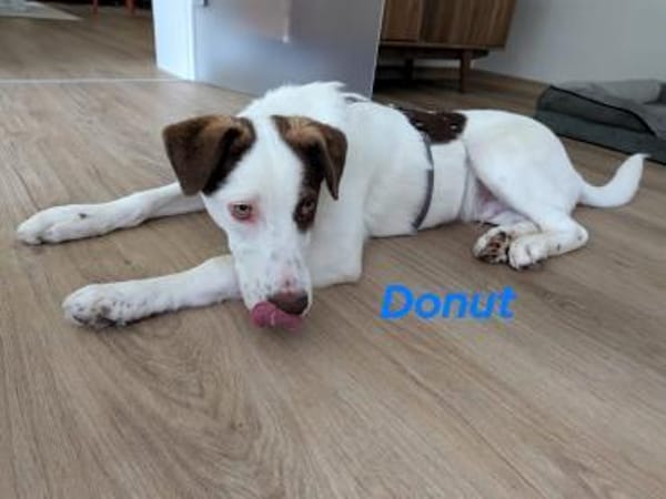 Donut neugieriger Junghund 12/24 in DE