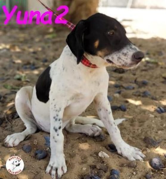 Yuna2 verschmust und gesellig 05/24 DE