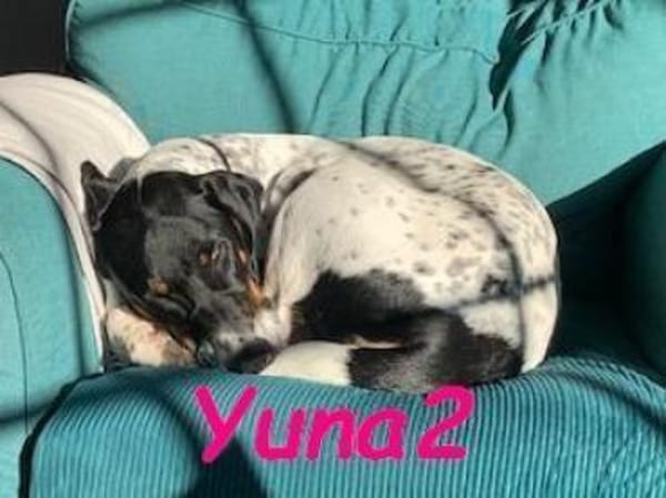 Yuna2 verschmust und gesellig 05/24 DE