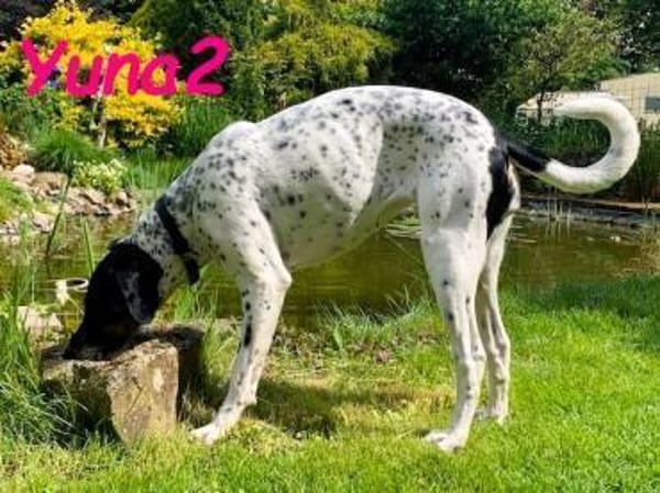 Yuna2 verschmust und gesellig 05/24 DE