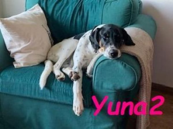 Yuna2 verschmust und gesellig 05/24 DE