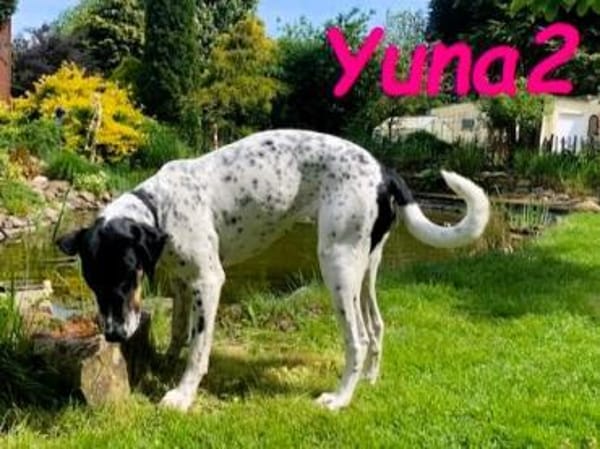 Yuna2 verschmust und gesellig 05/24 DE