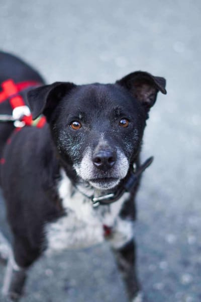 Senior BOWIE sucht liebes Zuhause