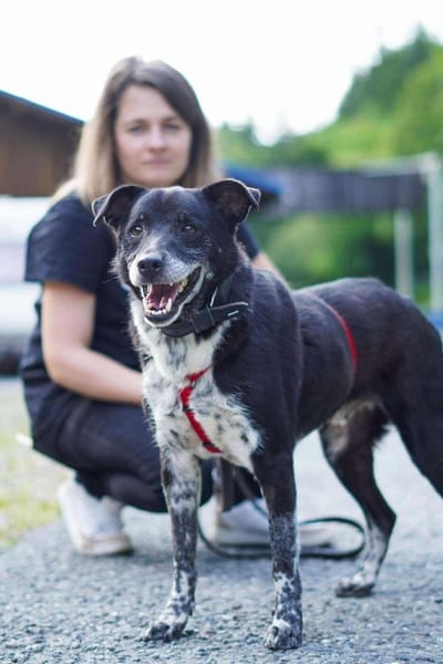 Senior BOWIE sucht liebes Zuhause