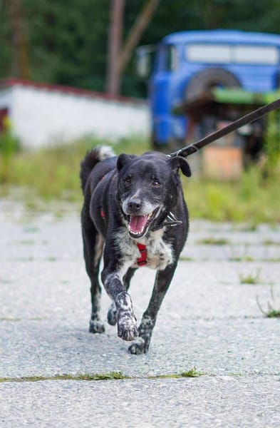 Senior BOWIE sucht liebes Zuhause