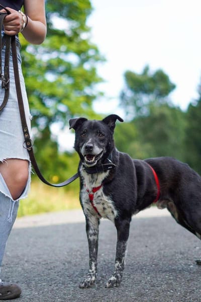 Senior BOWIE sucht liebes Zuhause