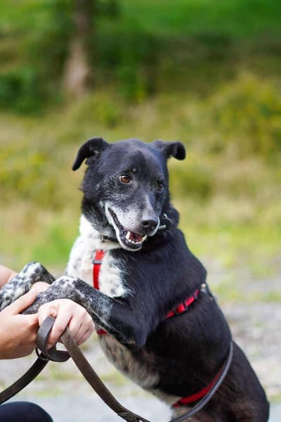 Senior BOWIE sucht liebes Zuhause