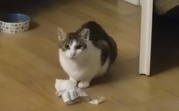 Duffy sucht Menschen mit Katzenverstand