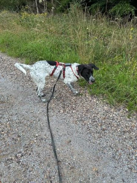Balu, sensibler Abenteurer sucht Familie