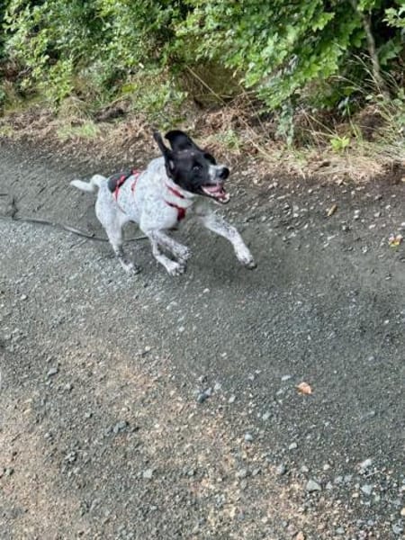 Balu, sensibler Abenteurer sucht Familie