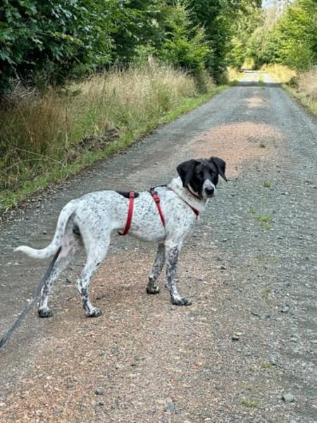 Balu, sensibler Abenteurer sucht Familie