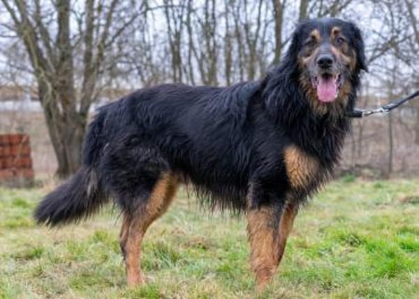 Arko
