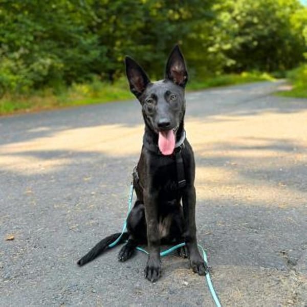 Lilly - intelligent&lernwillig