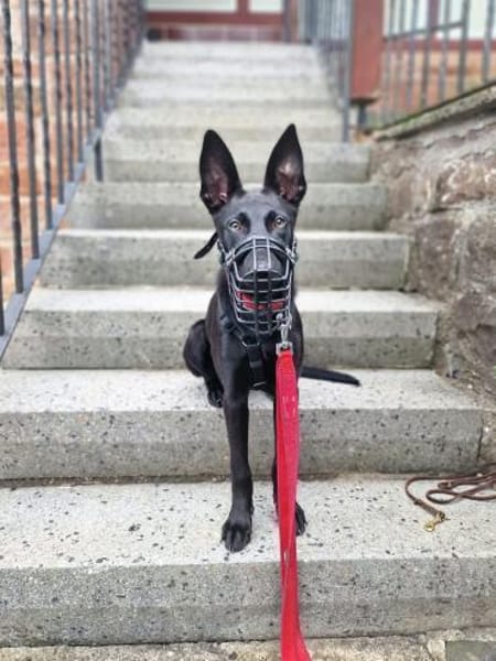 Lilly - intelligent&lernwillig