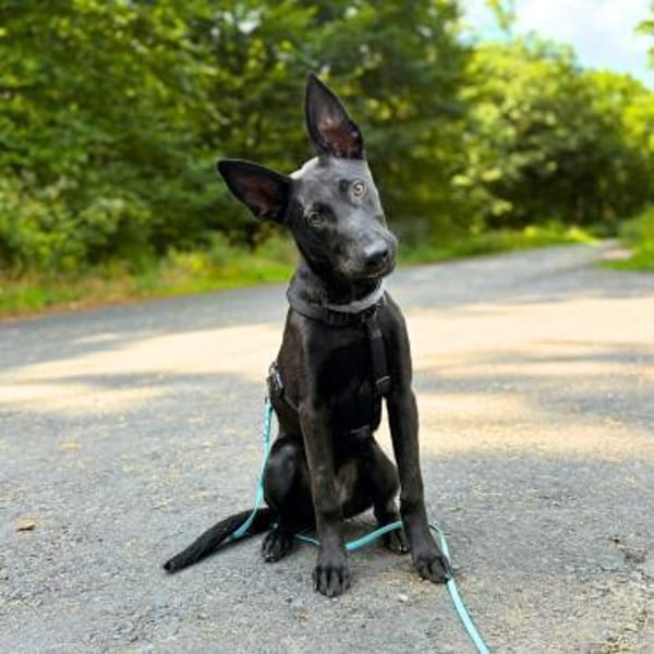 Lilly - intelligent&lernwillig