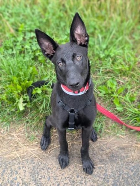 Lilly - intelligent&lernwillig