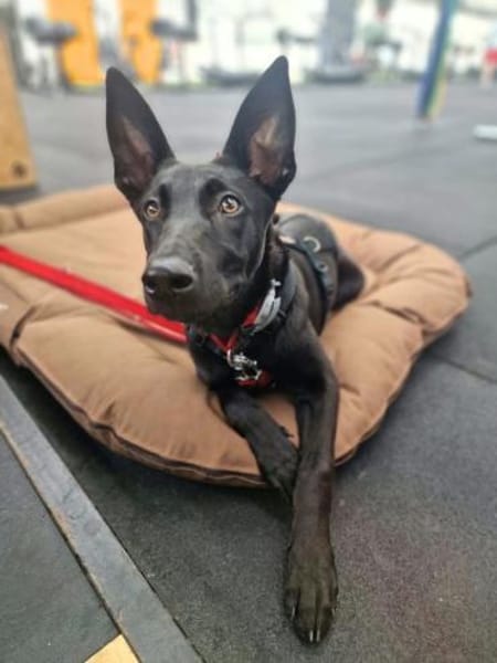 Lilly - intelligent&lernwillig