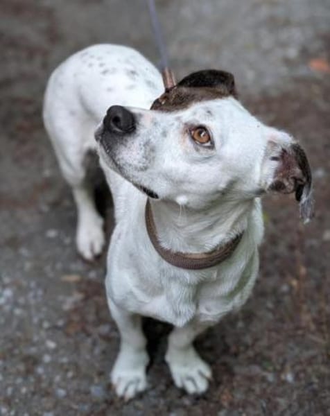 Klein♥Abbie♥Schmusemaus 63820 Elsenfeld