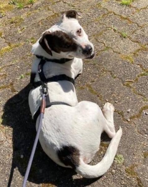 Klein♥Abbie♥Schmusemaus 63820 Elsenfeld