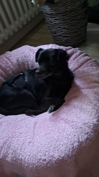 Rudi, kleines Herz auf kurzen Beinchen .