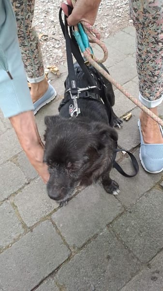 Rudi, kleines Herz auf kurzen Beinchen .