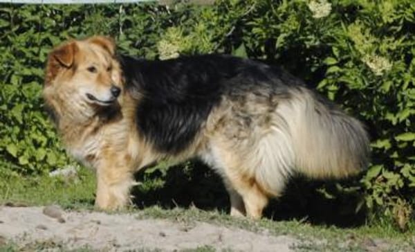 ANDOR - WUSCHEL sucht Zuhause