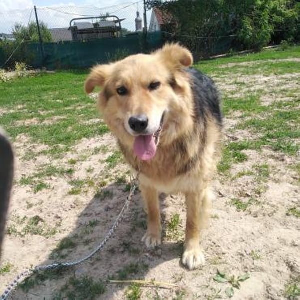 ANDOR - WUSCHEL sucht Zuhause