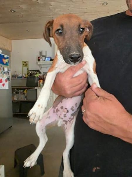 🐾🐶 Paul sucht ein liebevolles Zuhause