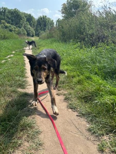 Finn - sozial und lernwillig