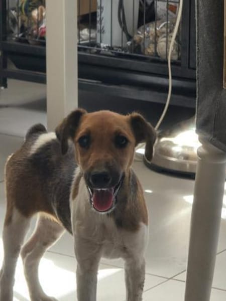 🐶❤ KLEINE Paula SUCHT EIN ZUHAUSE ❤🐾