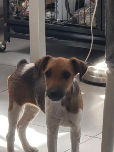 🐶❤ KLEINE Paula SUCHT EIN ZUHAUSE ❤🐾