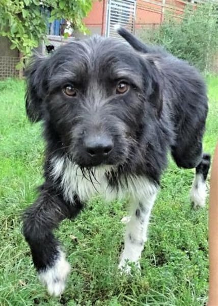 COOPER wartet schon lange