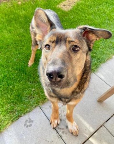 Notfell-HSH-Mix ❤ Nelli ❤ 81927-München