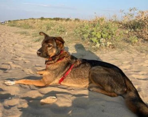 Notfell-HSH-Mix ❤ Nelli ❤ 81927-München