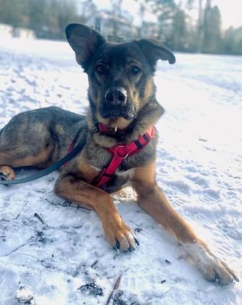 Notfell-HSH-Mix ❤ Nelli ❤ 81927-München
