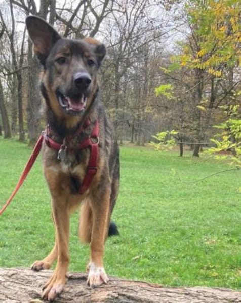 Notfell-HSH-Mix ❤ Nelli ❤ 81927-München
