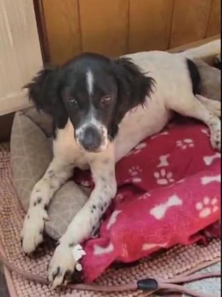 Gaby  Happy-Home  gesucht