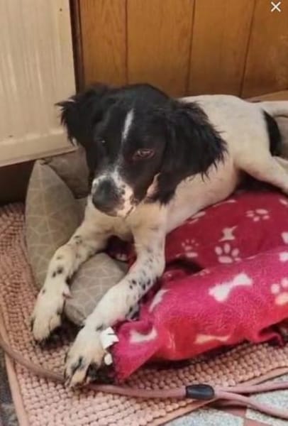 Gaby  Happy-Home  gesucht