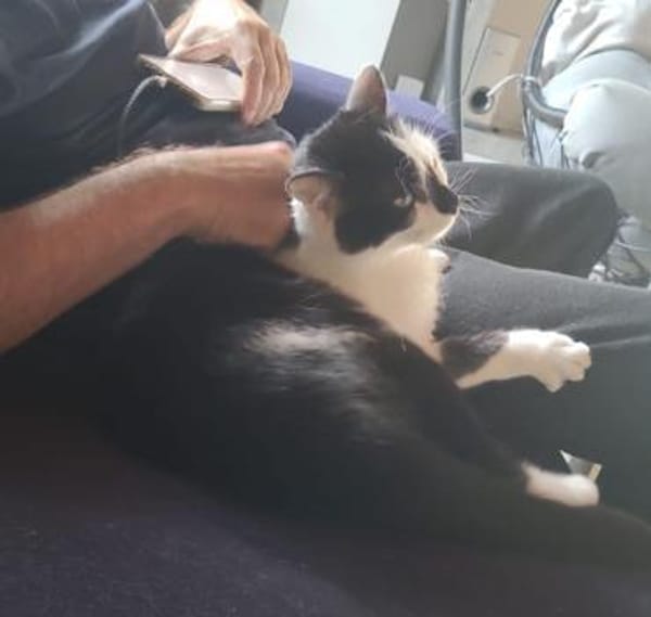 Lieber Tommy (Felv pos.)