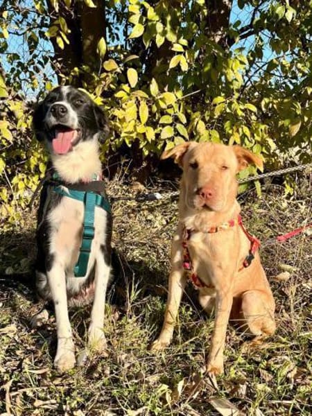 Ted & Millie - Freunde fürs Leben