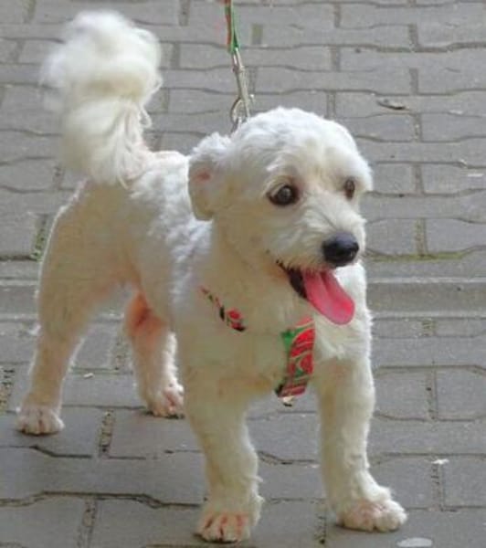 Kleine Kerlchen MARVIN