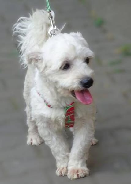 Kleine Kerlchen MARVIN