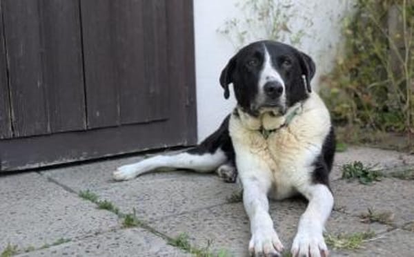 Bezaubernde Grace sucht Körbchen