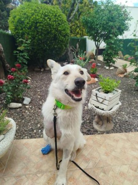 Dreibeinige, tolle Creta sucht Familie