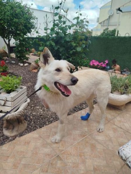 Dreibeinige, tolle Creta sucht Familie